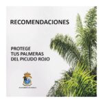 Recomendaciones ante el picudo rojo